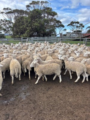 750 Purebred Ultra White Lambs, Ewes & Wethers, located WA - Agora Livestock listing Z0GB1ZX