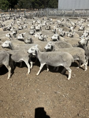 410 Owner-Bred Ultra White / Kojak Ewe Lambs, Kojonup WA - Agora Livestock listing QVPINP