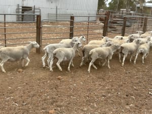 568 Kojak/Ultra White Shedder Lambs, Drenched & Vaccinated, Kojonup WA - Agora Livestock listing PZPIXM