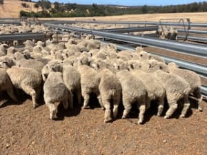 Purebred Merino Wether Lambs, Hill-Padua Bloodlines, Kojonup WA - Agora Livestock listing NDPI0Y
