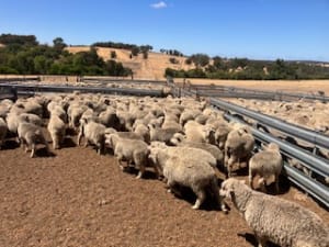 Purebred Merino Wether Lambs, Hill-Padua Bloodlines, Kojonup WA - Agora Livestock listing NDPI0Y