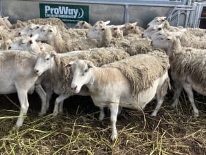 Shedding Ewes — Ultra White/Kojak Flock Reduction, Kojonup WA - Agora Livestock listing PZPIVX
