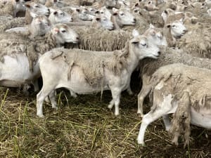 Shedding Ewes — Ultra White/Kojak Flock Reduction, Kojonup WA - Agora Livestock listing PZPIVX