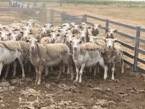 1YO Kojak/Ultra White Ewes, Vendor Bred, Kojonup WA - Agora Livestock listing Y4LUVV