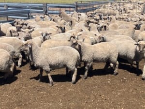 Purebred Suffolk Lambs, Vendor Bred & Vaccinated, Kojonup WA - Agora Livestock listing 5LEIZ2