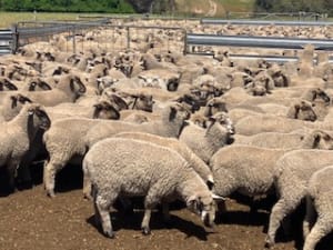 Purebred Suffolk Lambs, Vendor Bred & Vaccinated, Kojonup WA - Agora Livestock listing 5LEIZ2