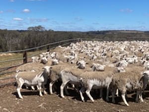 1.5YO Kojak/Ultra White Breeding Ewes, Vendor Bred, Kojonup WA - Agora Livestock listing X5ZSNM