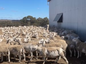 1.5YO Kojak/Ultra White Breeding Ewes, Vendor Bred, Kojonup WA - Agora Livestock listing X5ZSNM