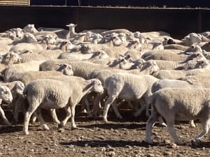 Vendor-Bred Wether Lambs, Kojak/Ultra White Cross, Kojonup WA - Agora Livestock listing DVOILE