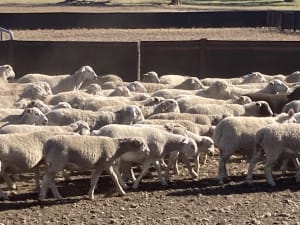 Vendor-Bred Wether Lambs, Kojak/Ultra White Cross, Kojonup WA - Agora Livestock listing DVOILE