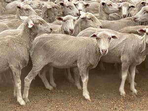 310 Purebred Merino Ewes, Hill Padua Blood, Kojonup WA - Agora Livestock listing OKVIXN