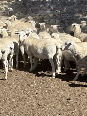 Purebred Ultra White Replacement Ewe Lambs, 15yr Line, Kojonup WA - Agora Livestock listing K2PCY1