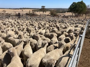306 White Suffolk XBL Store Lambs, July Drop, Kojonup WA - Agora Livestock listing GDMI05