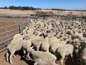 306 White Suffolk XBL Store Lambs, July Drop, Kojonup WA - Agora Livestock listing GDMI05