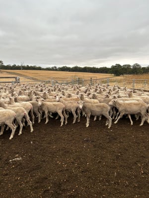 540 Purebred Merino Ewes, 17 Micron, Centre Plus Blood, Kojonup WA - Agora Livestock listing Z0GB5E