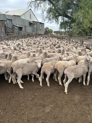 290 Poll Merino Hoggets, Plain & Fertile Red Tag Ewes, Kojonup WA - Agora Livestock listing GDMIM6