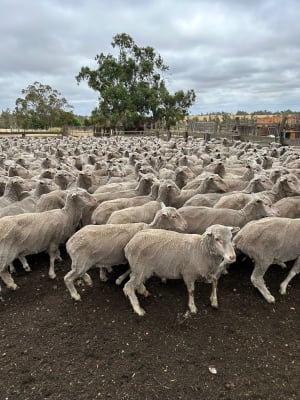 2.5yo Polled Merino Ewes, Merino Tech Bloodline, Kojonup WA - Agora Livestock listing LKPIPN