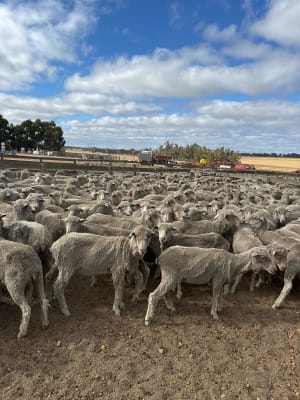 542 Red Tag Merino Ewe Hoggets, OJD Vaccinated, located WA - Agora Livestock listing Y4LUK4