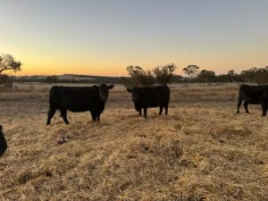 PTIC Purebred Angus Cows, 5th
cto 7th Calvers, In Calf, located WA - Agora Livestock listing VDPI2M