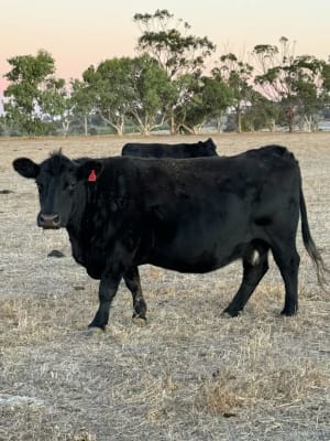 PTIC Purebred Angus Cows, 5th
cto 7th Calvers, In Calf, located WA - Agora Livestock listing VDPI2M