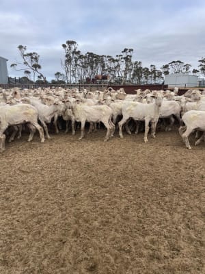 240 Just-Shorn Purebred Merino Hogget Ewes, Narembeen WA - Agora Livestock listing 01KA03