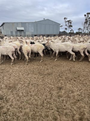 240 Just-Shorn Purebred Merino Hogget Ewes, Narembeen WA - Agora Livestock listing 01KA03
