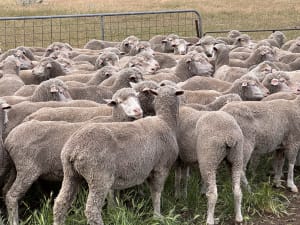 3.5yo Poll Merino Ewes, Glenville Blood, September Shorn, Keyneton SA - Agora Livestock listing QVPILM1