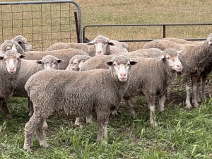 2.5yo Poll Merino Ewes, Glenville Blood, M&TS, Keyneton SA - Agora Livestock listing Y4LU5VN