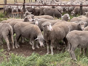 2.5yo Poll Merino Ewes, Glenville Blood, M&TS, Keyneton SA - Agora Livestock listing Y4LU5VN