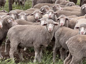 2.5yo Poll Merino Ewes, Glenville Blood, M&TS, Keyneton SA - Agora Livestock listing Y4LU5VN