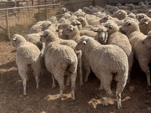 203 Poll Merino Ewes, Aug/Sept 22 Drop, Maramville Blood, Penong SA - Agora Livestock listing 7NLIDRQ