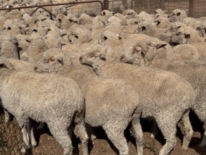 203 Poll Merino Ewes, Aug/Sept 22 Drop, Maramville Blood, Penong SA - Agora Livestock listing 7NLIDRQ