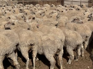 203 Poll Merino Ewes, Aug/Sept 22 Drop, Maramville Blood, Penong SA - Agora Livestock listing 7NLIDRQ