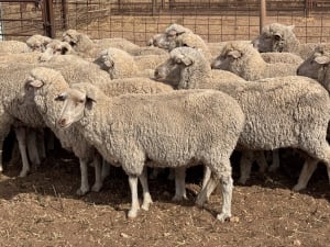 203 Poll Merino Ewes, Aug/Sept 22 Drop, Maramville Blood, Penong SA - Agora Livestock listing 7NLIDRQ