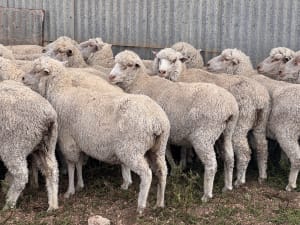 849 Poll Merino Ewes, Aug/Sept 23 Drop, Maramville Blood, Penong SA - Agora Livestock listing Y4LU5KN
