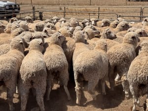 203 Poll Merino Ewes, Aug/Sept 22 Drop, Maramville Blood, Penong SA - Agora Livestock listing 7NLIDRQ