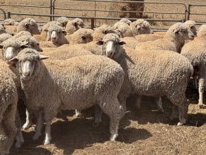 203 Poll Merino Ewes, Aug/Sept 22 Drop, Maramville Blood, Penong SA - Agora Livestock listing 7NLIDRQ