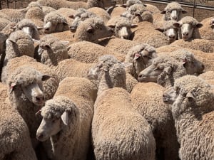 203 Poll Merino Ewes, Aug/Sept 22 Drop, Maramville Blood, Penong SA - Agora Livestock listing 7NLIDRQ