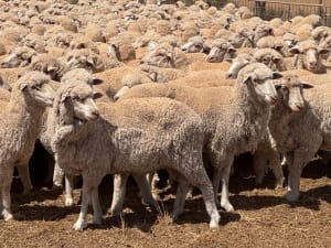 849 Poll Merino Ewes, Aug/Sept 23 Drop, Maramville Blood, Penong SA - Agora Livestock listing Y4LU5KN