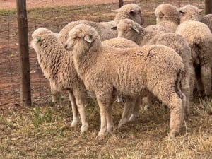 441 Poll Merino Wether Suckers, White Tags, Tanunda SA - Agora Livestock listing 6XZIRMY