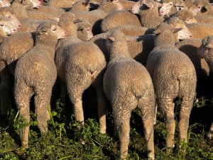 400 Mixed Sex Suckers, Mindarie SA - Agora Livestock listing 7NLIDQR