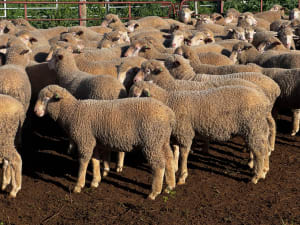 400 Mixed Sex Suckers, Mindarie SA - Agora Livestock listing 7NLIDQR