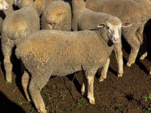 400 Mixed Sex Suckers, Mindarie SA - Agora Livestock listing 7NLIDQR