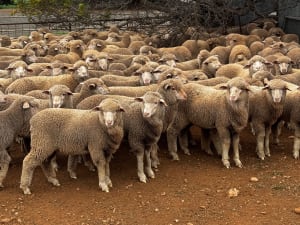 250 Poll Merino Wether Sucker Lambs, Buyara/White Hill Blood, Point Pass SA - Agora Livestock listing VDPIEYR