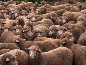 250 Poll Merino Wether Sucker Lambs, Buyara/White Hill Blood, Point Pass SA - Agora Livestock listing VDPIEYR