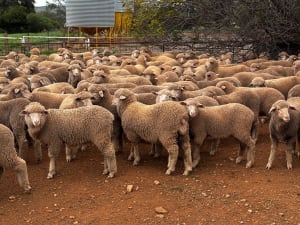 250 Poll Merino Wether Sucker Lambs, Buyara/White Hill Blood, Point Pass SA - Agora Livestock listing VDPIEYR