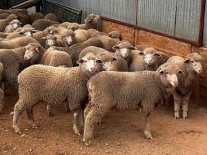 250 Poll Merino Wether Sucker Lambs, Buyara/White Hill Blood, Point Pass SA - Agora Livestock listing VDPIEYR