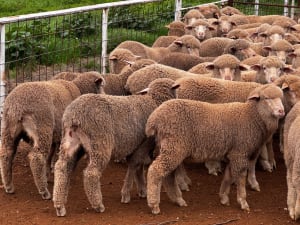 250 Poll Merino Wether Sucker Lambs, Buyara/White Hill Blood, Point Pass SA - Agora Livestock listing VDPIEYR