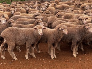 250 Poll Merino Wether Sucker Lambs, Buyara/White Hill Blood, Point Pass SA - Agora Livestock listing VDPIEYR