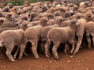 250 Poll Merino Wether Sucker Lambs, Buyara/White Hill Blood, Point Pass SA - Agora Livestock listing VDPIEYR